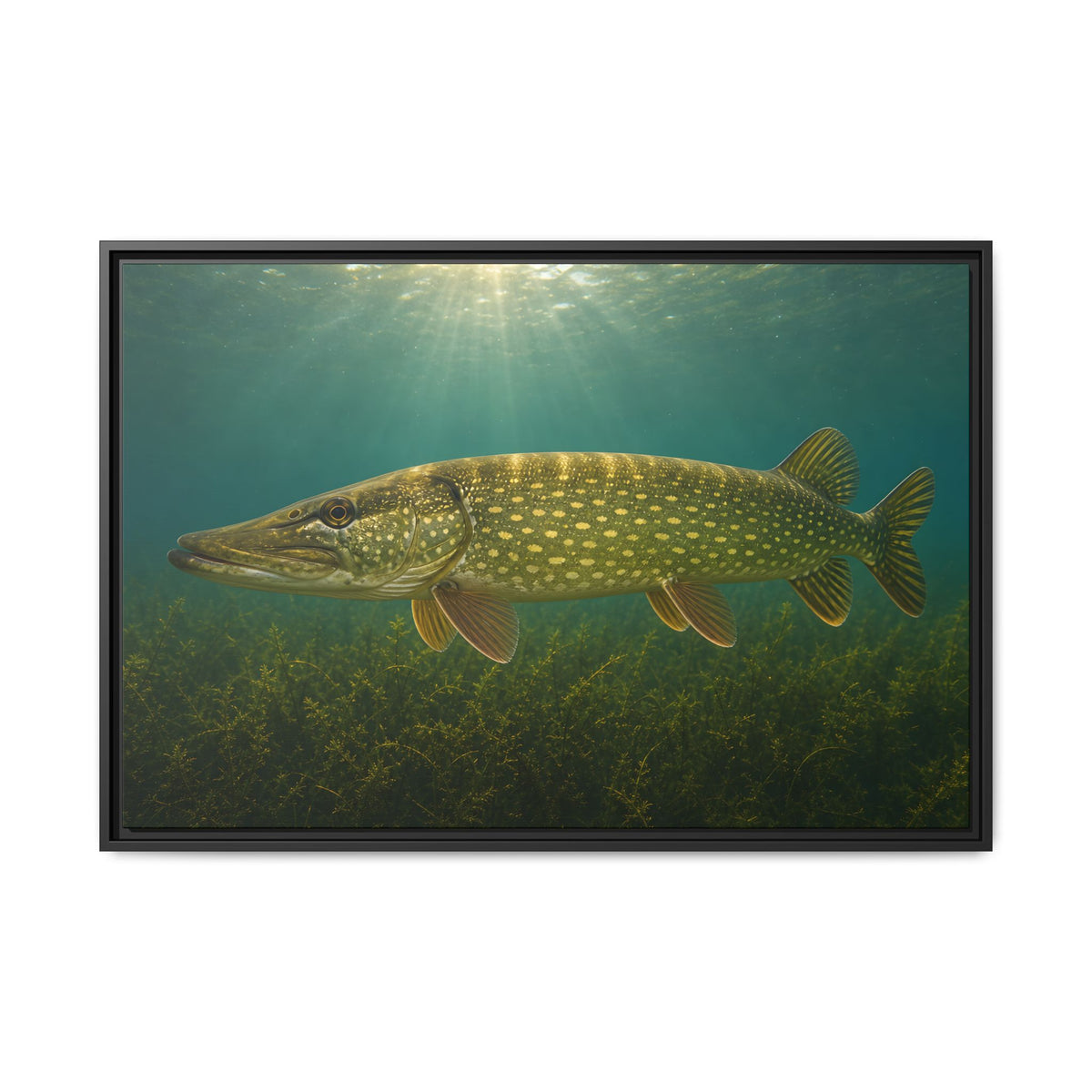 Over the Weed Bed Northern Pike framed canvas, 18x12 size view