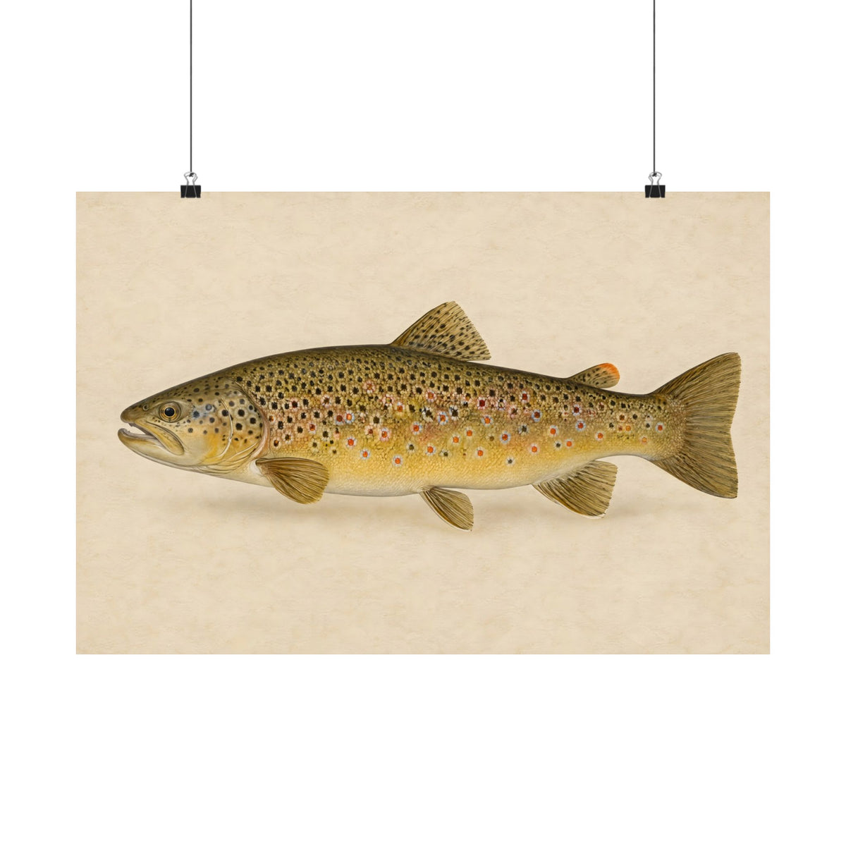 Brown Trout Field Study poster wall art, 18x12 size view