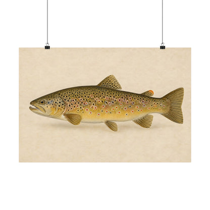 Brown Trout Field Study poster wall art, 18x12 size view
