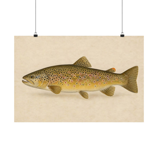 Brown Trout Field Study poster wall art, 18x12 size view