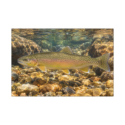 Amber Pebbles Gila Trout canvas wall art