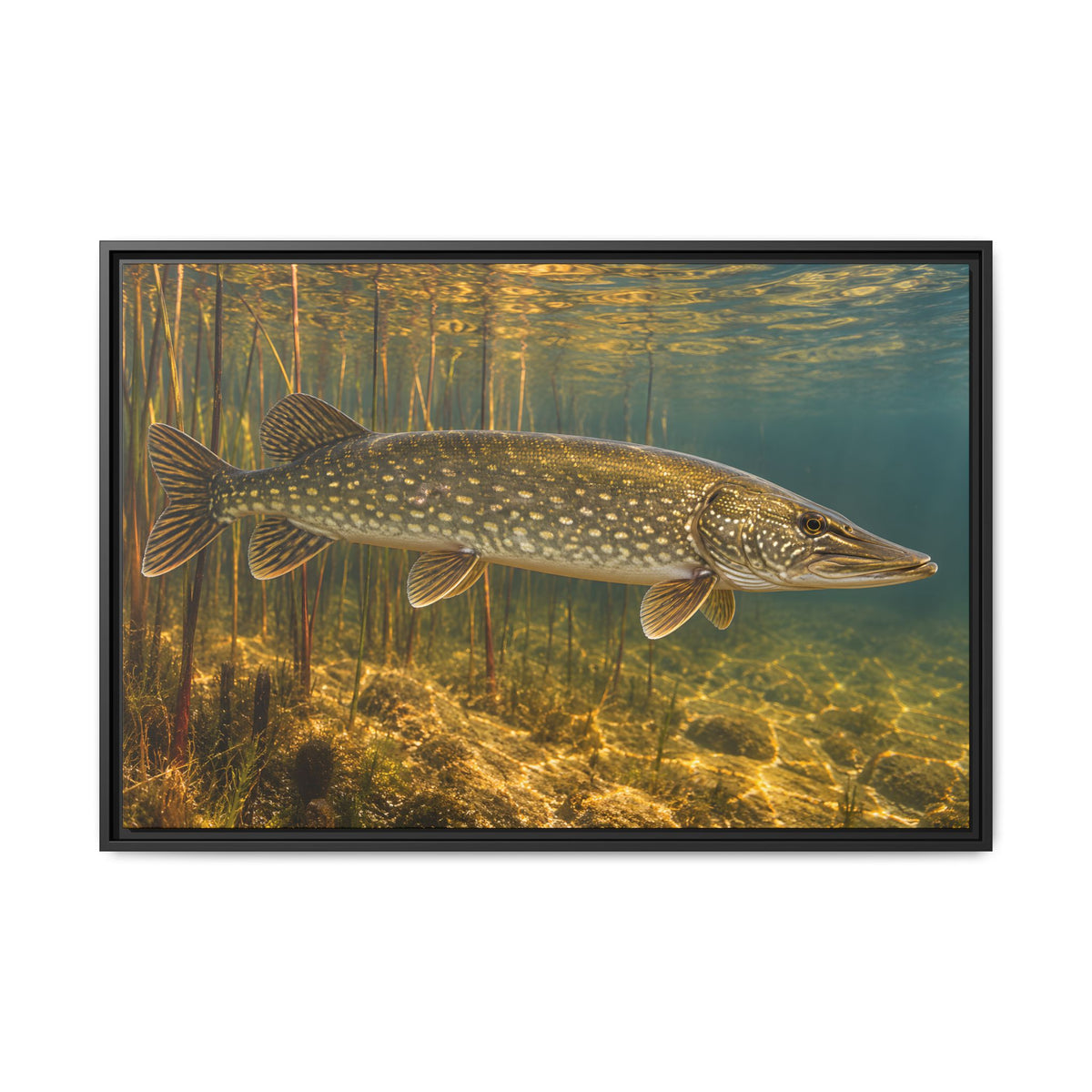 Amber Reed Sentinel Northern Pike framed canvas, 18x12 size view