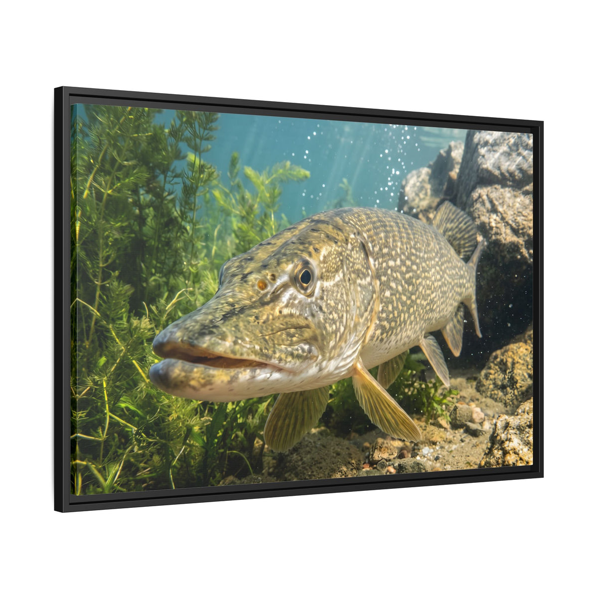 Northern Pike Clear Water Portrait Framed Canvas — Limited Edition Wall Art for Anglers