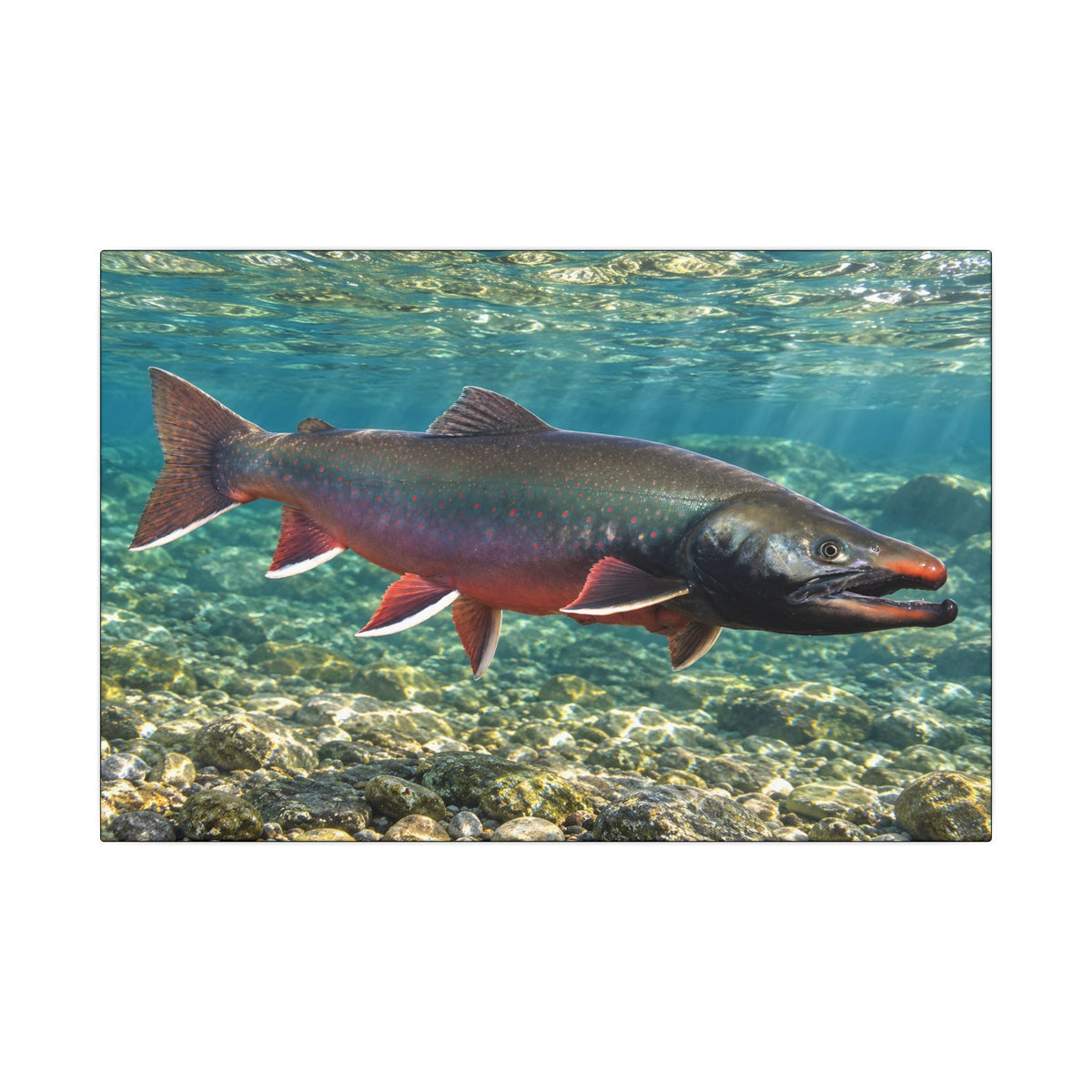 Trophy Alaskan Waters Dolly Varden canvas wall art