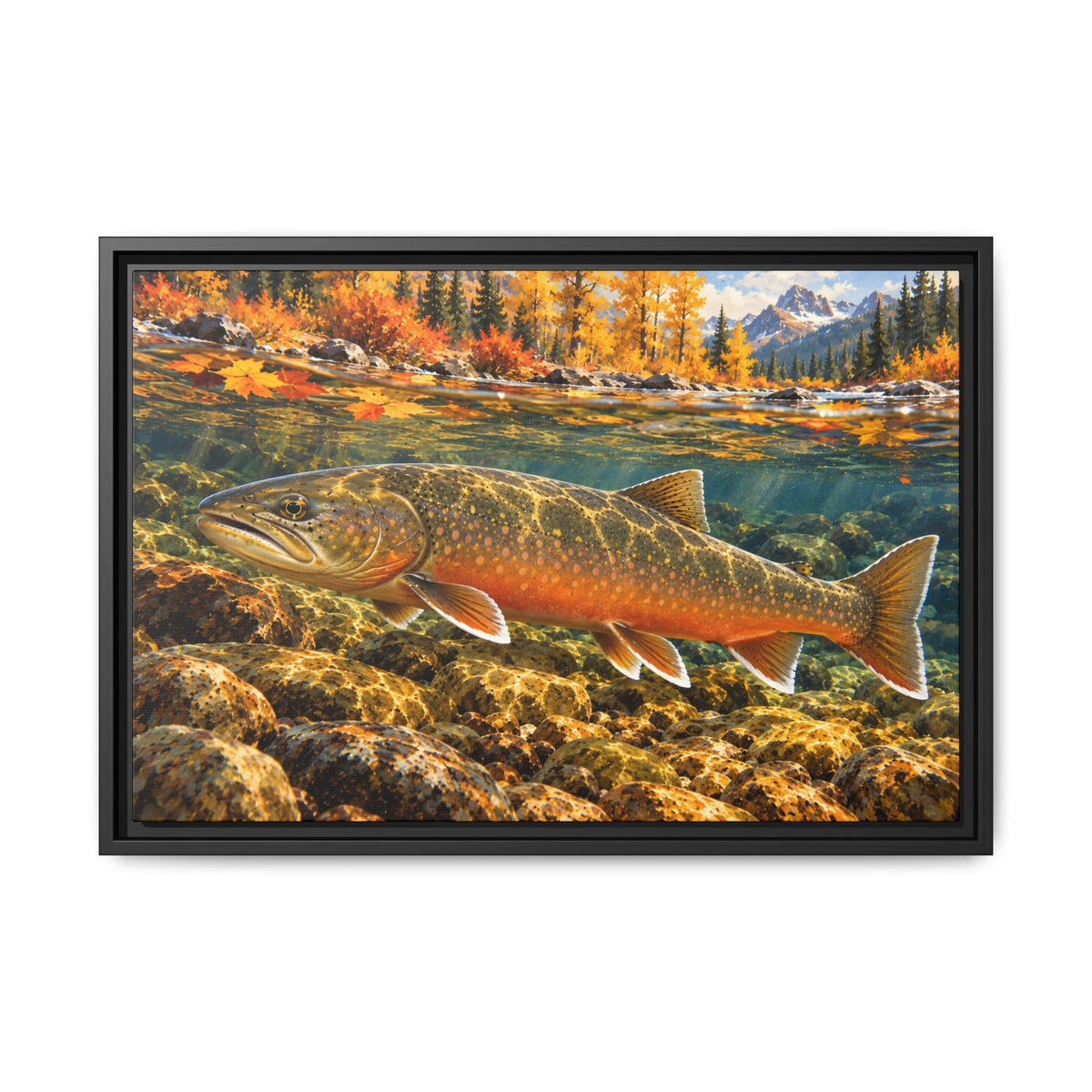 Autumn Char Bull Trout framed canvas, 24x16 size view