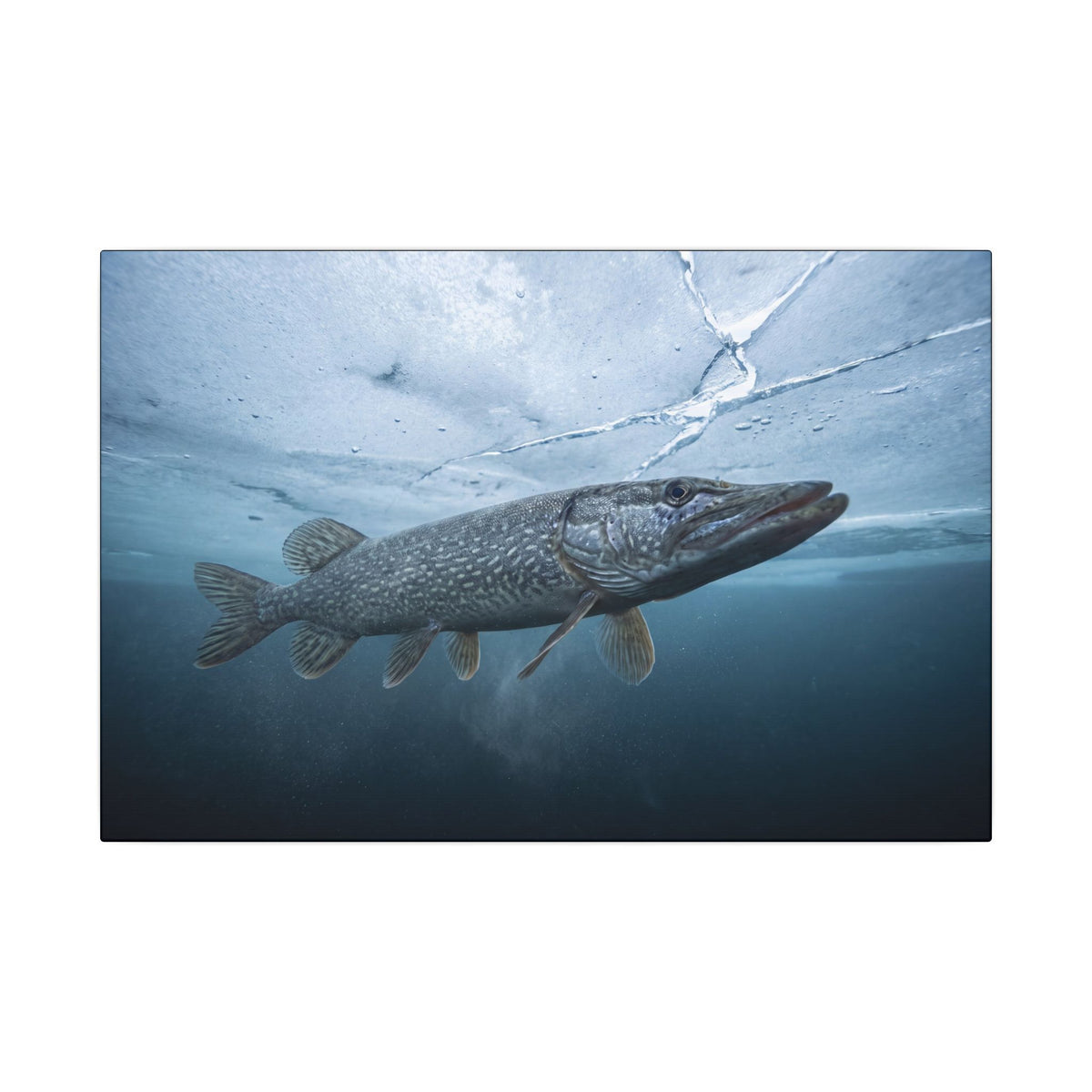 Ice-Out Strike Northern Pike canvas, 18x12 size view