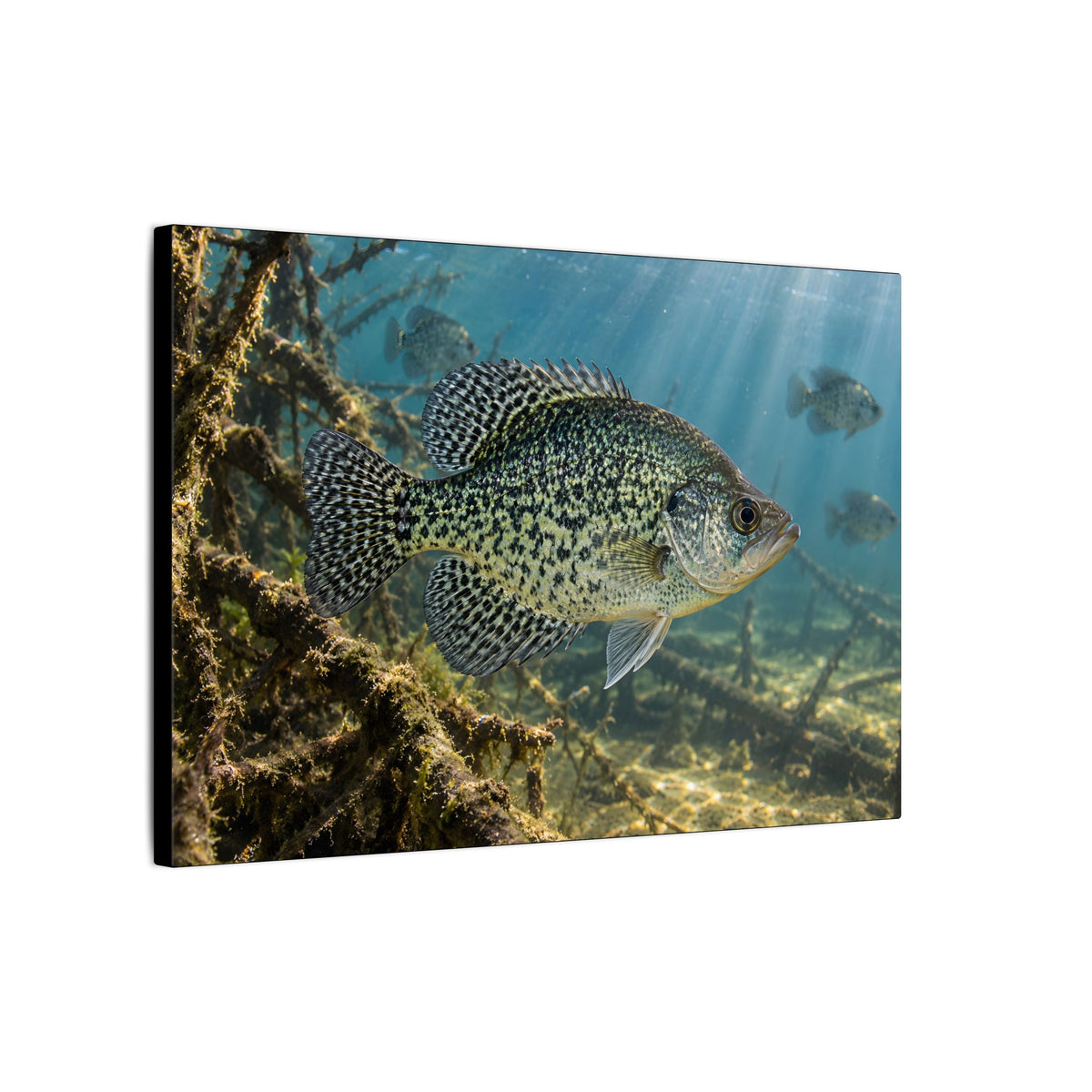 Brush Pile Crappie canvas wall art, view 4