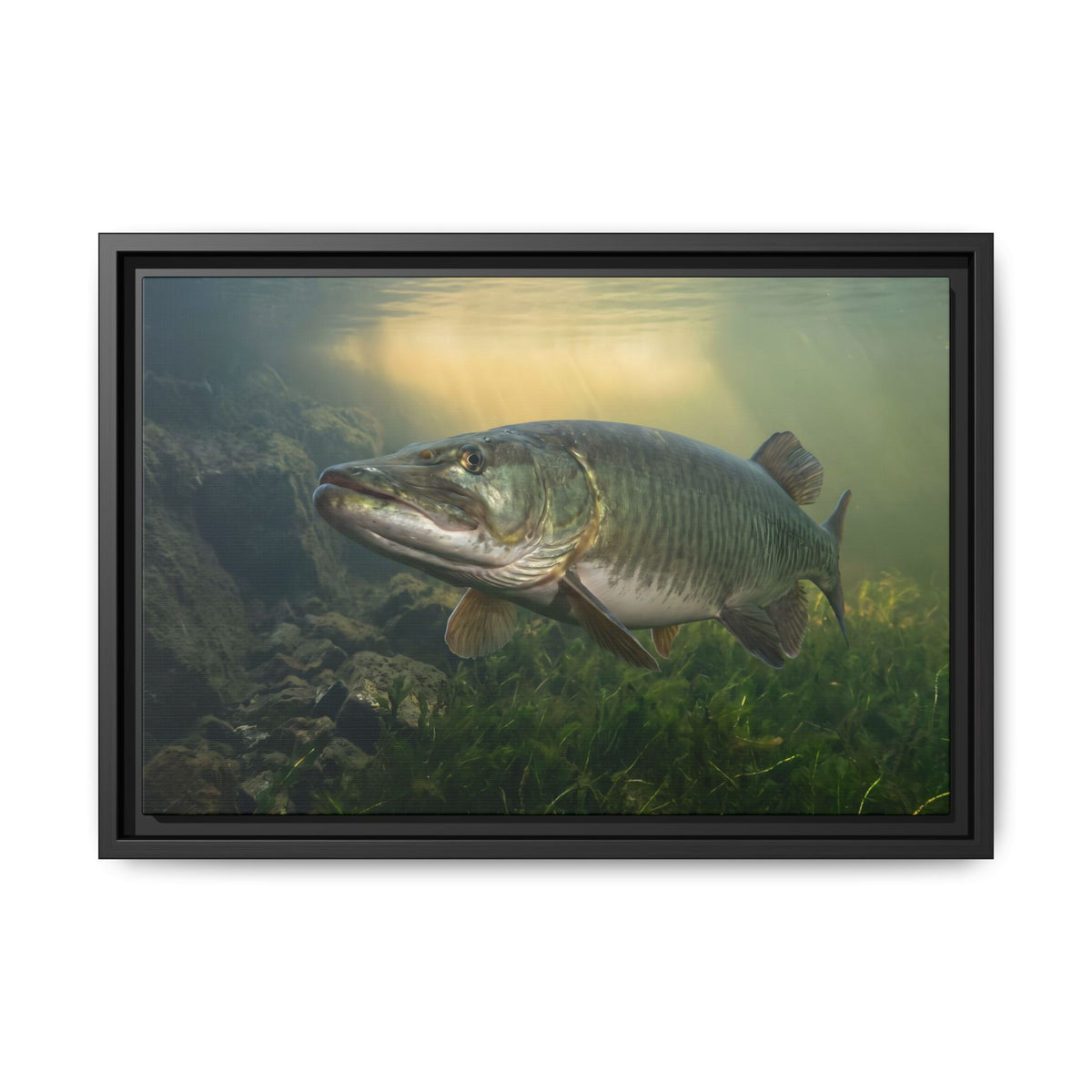 Golden Weed Line Hover Muskie framed canvas, 24x16 size view