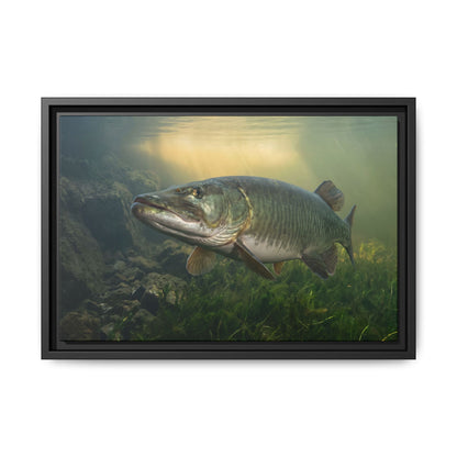Golden Weed Line Hover Muskie framed canvas, 24x16 size view