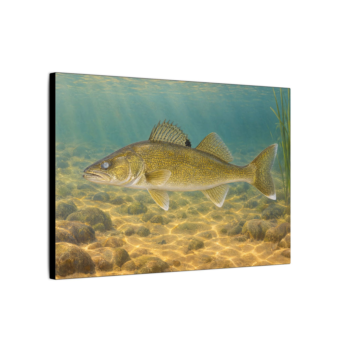 Sand Flats Walleye canvas wall art, view 4