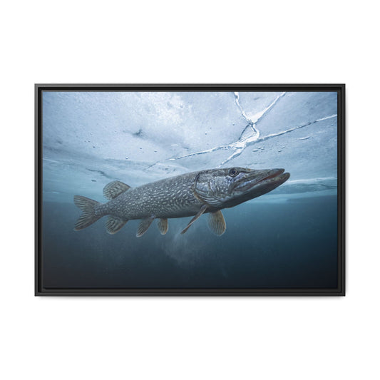 Ice-Out Strike Northern Pike framed canvas, 18x12 size view