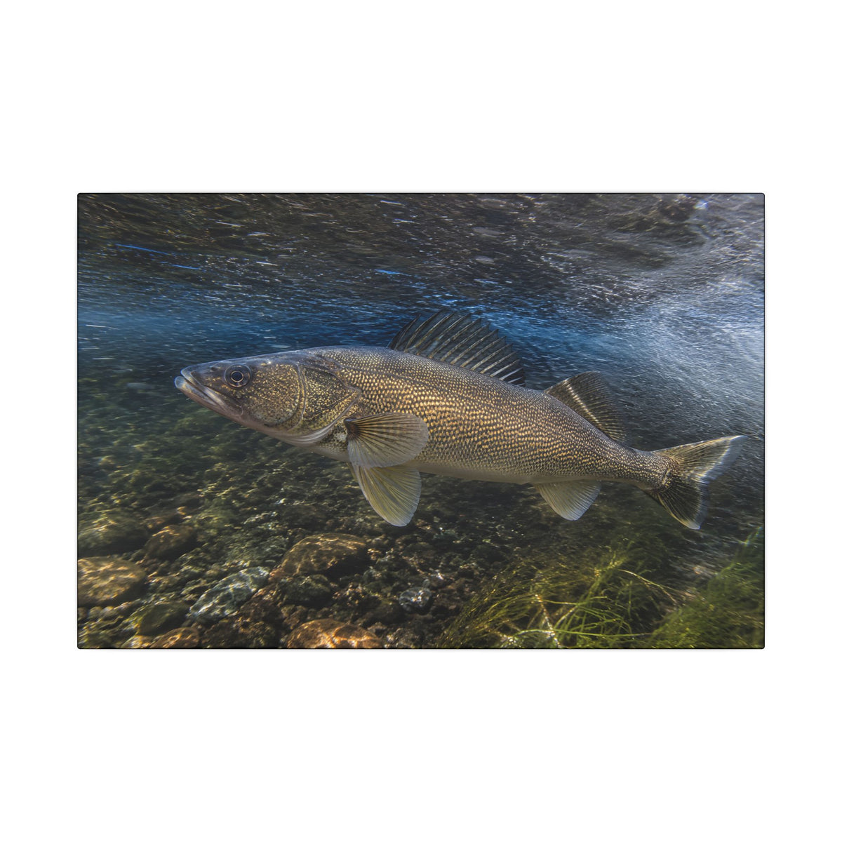 River Bend Walleye canvas, 18x12 size view
