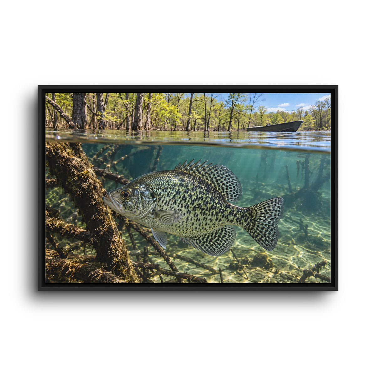 Spring Shoreline Crappie framed canvas wall art, view 3