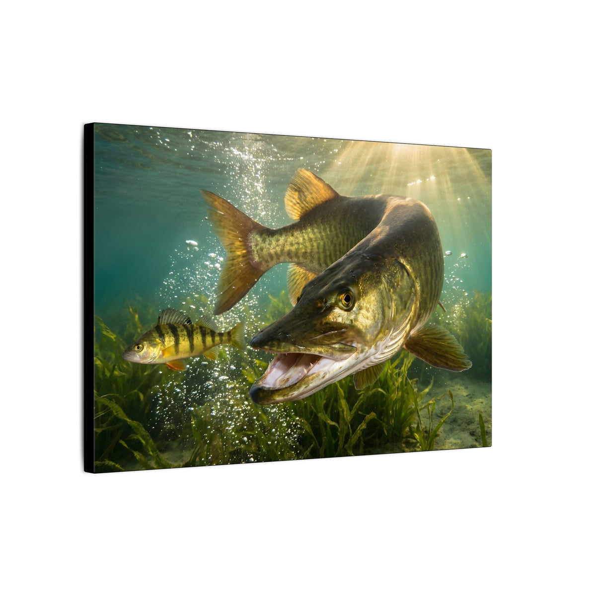 Yellow Perch Chase Muskie canvas side angle