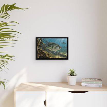 Brush Pile Crappie framed canvas wall art, view 5