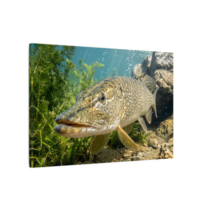 Northern Pike Clear Water Portrait Canvas — Limited Edition Wall Art for Anglers