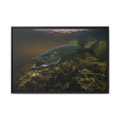 Mouth Open Dusk Sky Muskie framed canvas, 18x12 size view