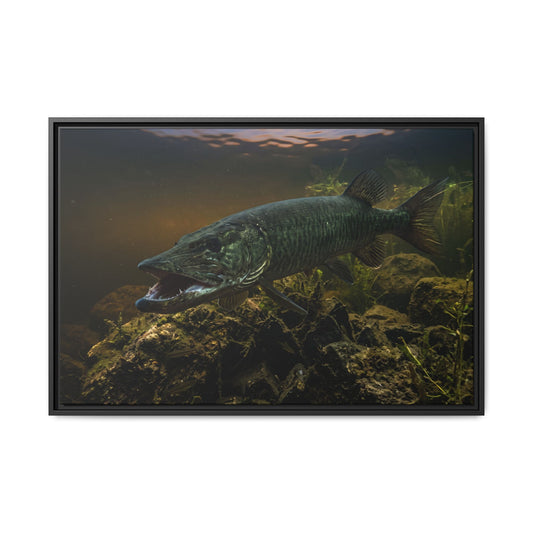 Mouth Open Dusk Sky Muskie framed canvas, 18x12 size view