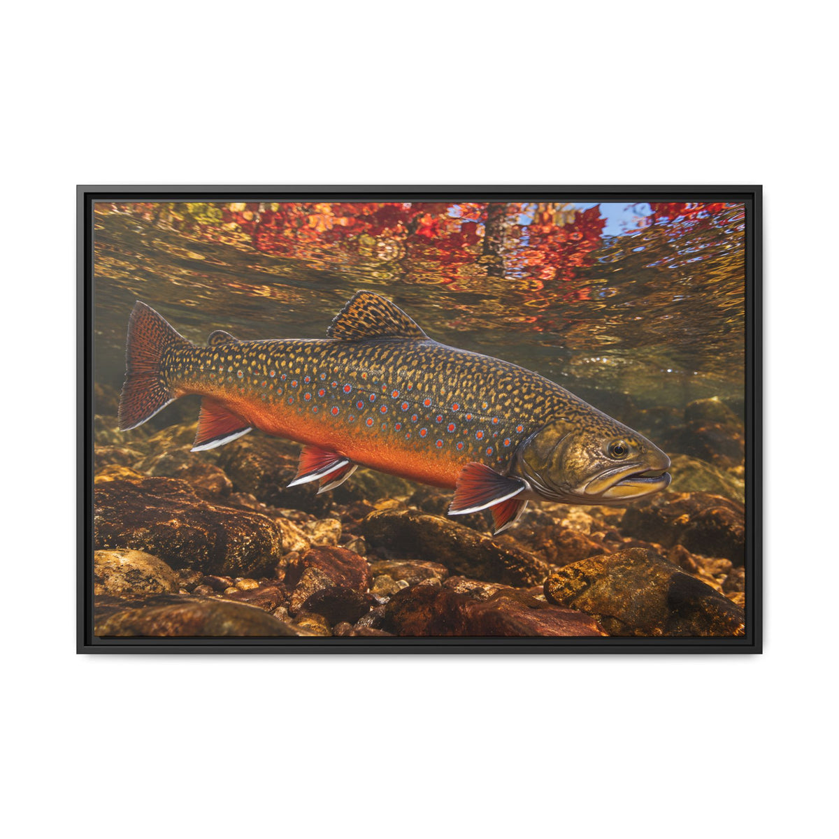 Crimson October Brook Trout framed canvas wall art