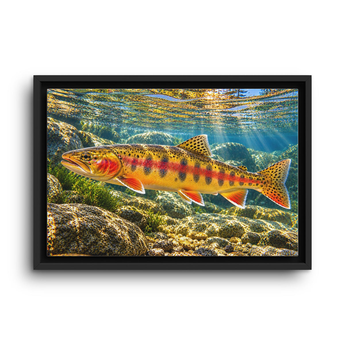 Sunlit Mountain Stream Golden Trout framed canvas wall art