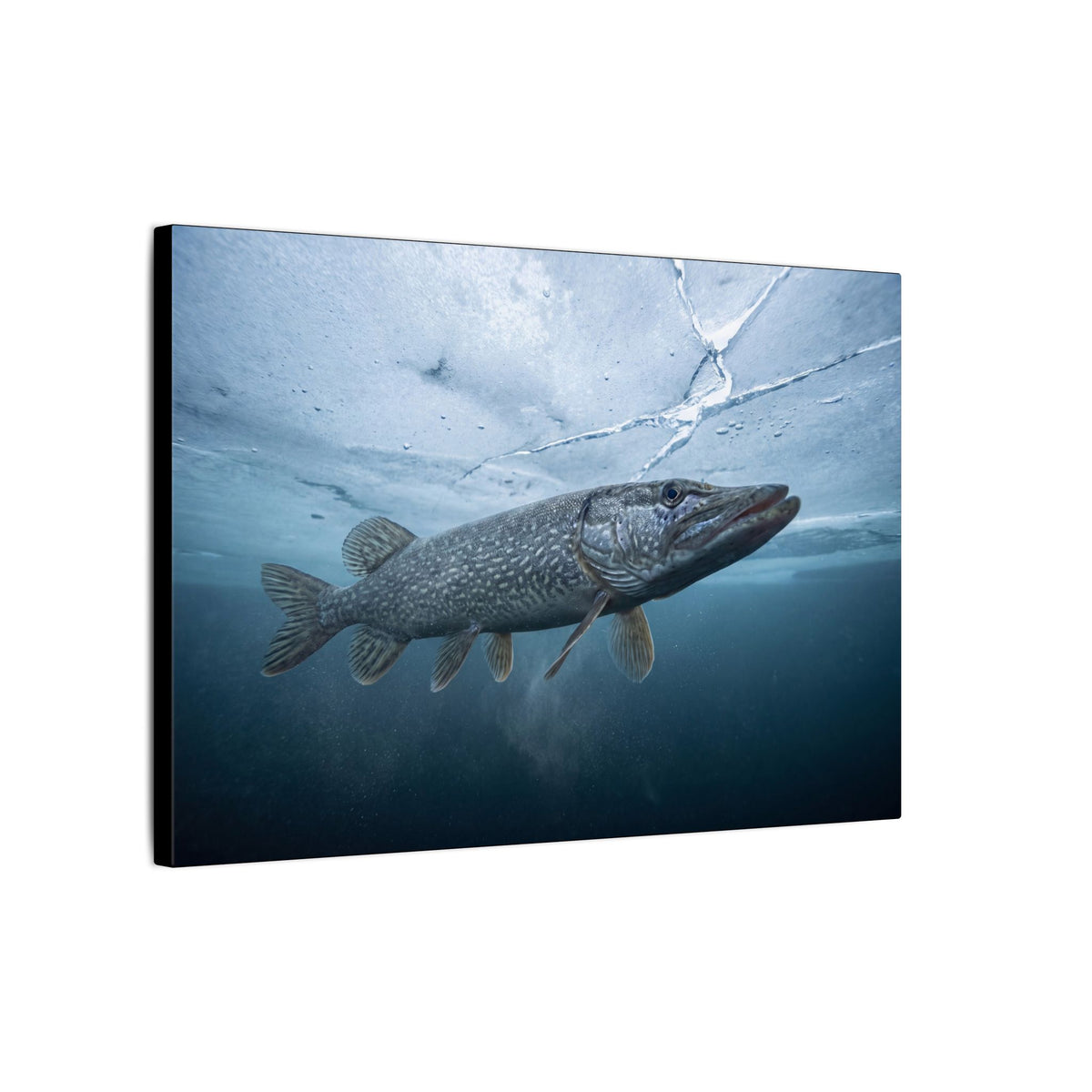 Ice-Out Strike Northern Pike canvas side angle