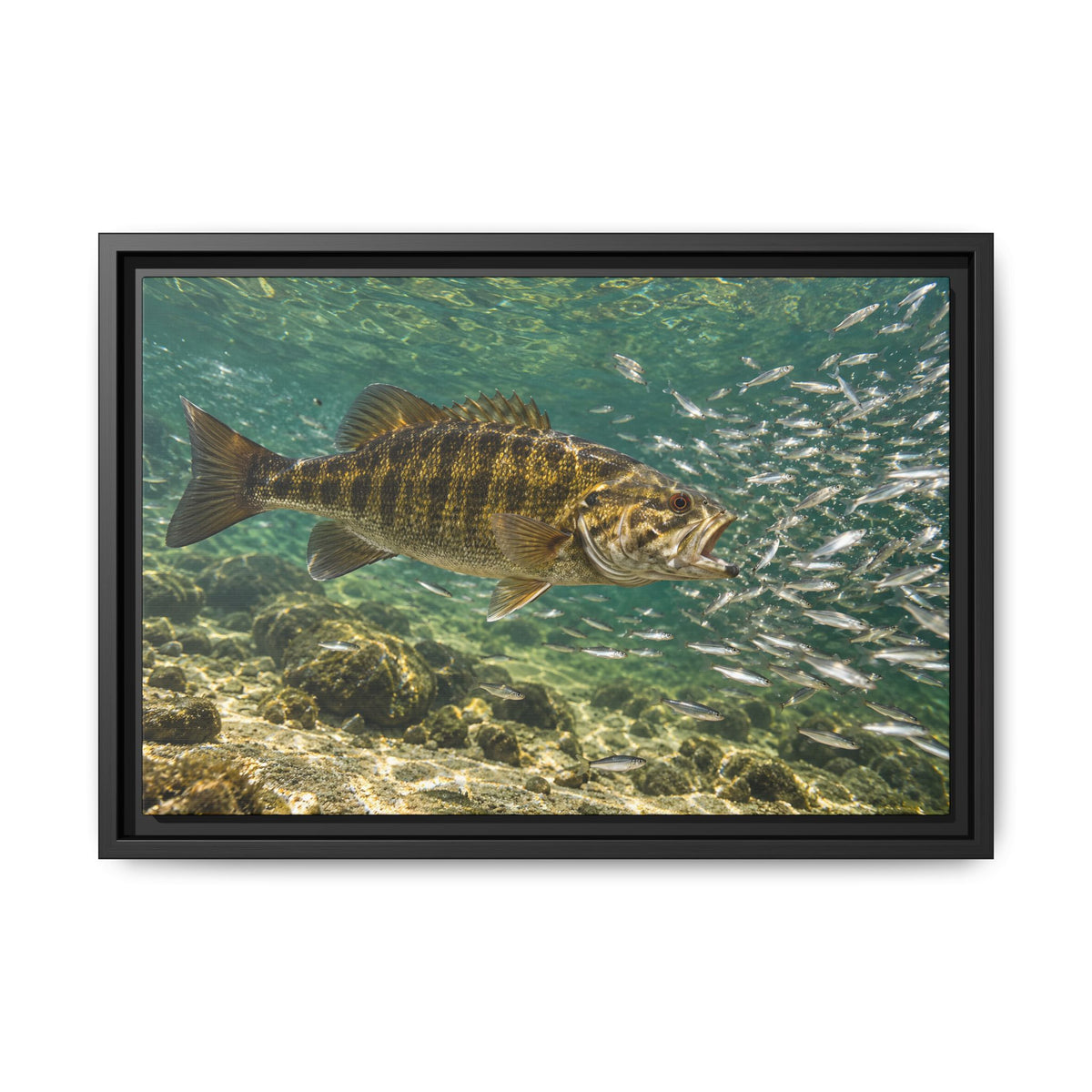 Shiner School Smallmouth Framed Canvas wall art, view 2