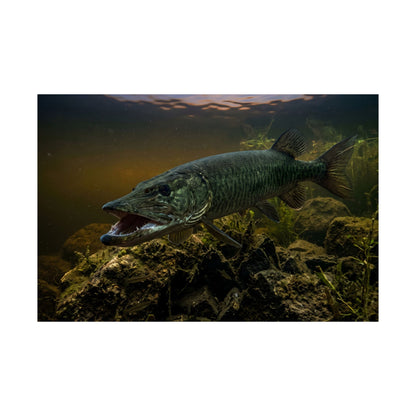 Mouth Open Dusk Sky Muskie Poster — Trophy Underwater Wall Art for Anglers