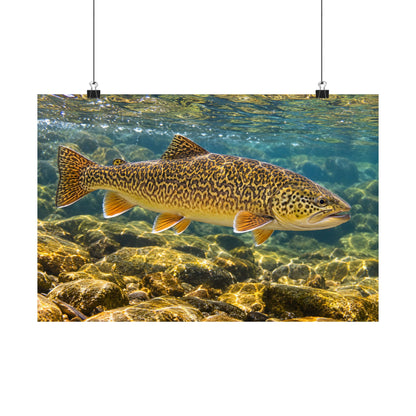 Sunlit Riffle Tiger Trout poster wall art, view 2