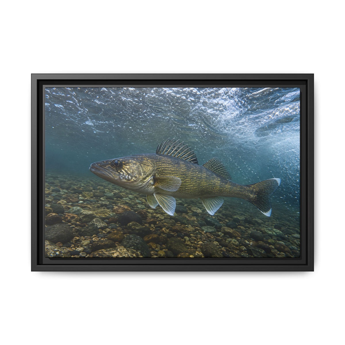 Cobbled Shallows Walleye framed canvas, 24x16 size view