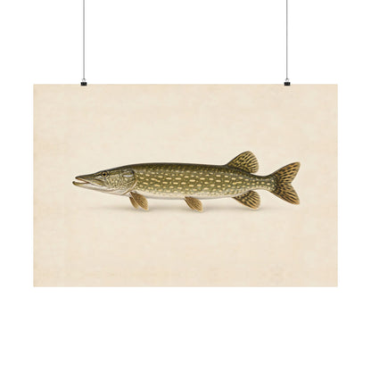 Northern Pike Field Study poster wall art, 36x24 size view