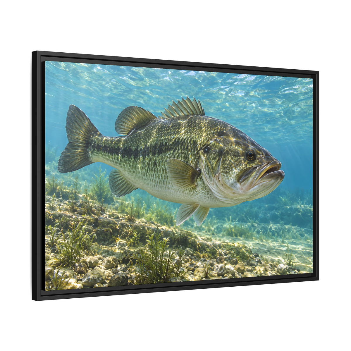 Aqua After the Wind Largemouth Bass framed canvas side angle