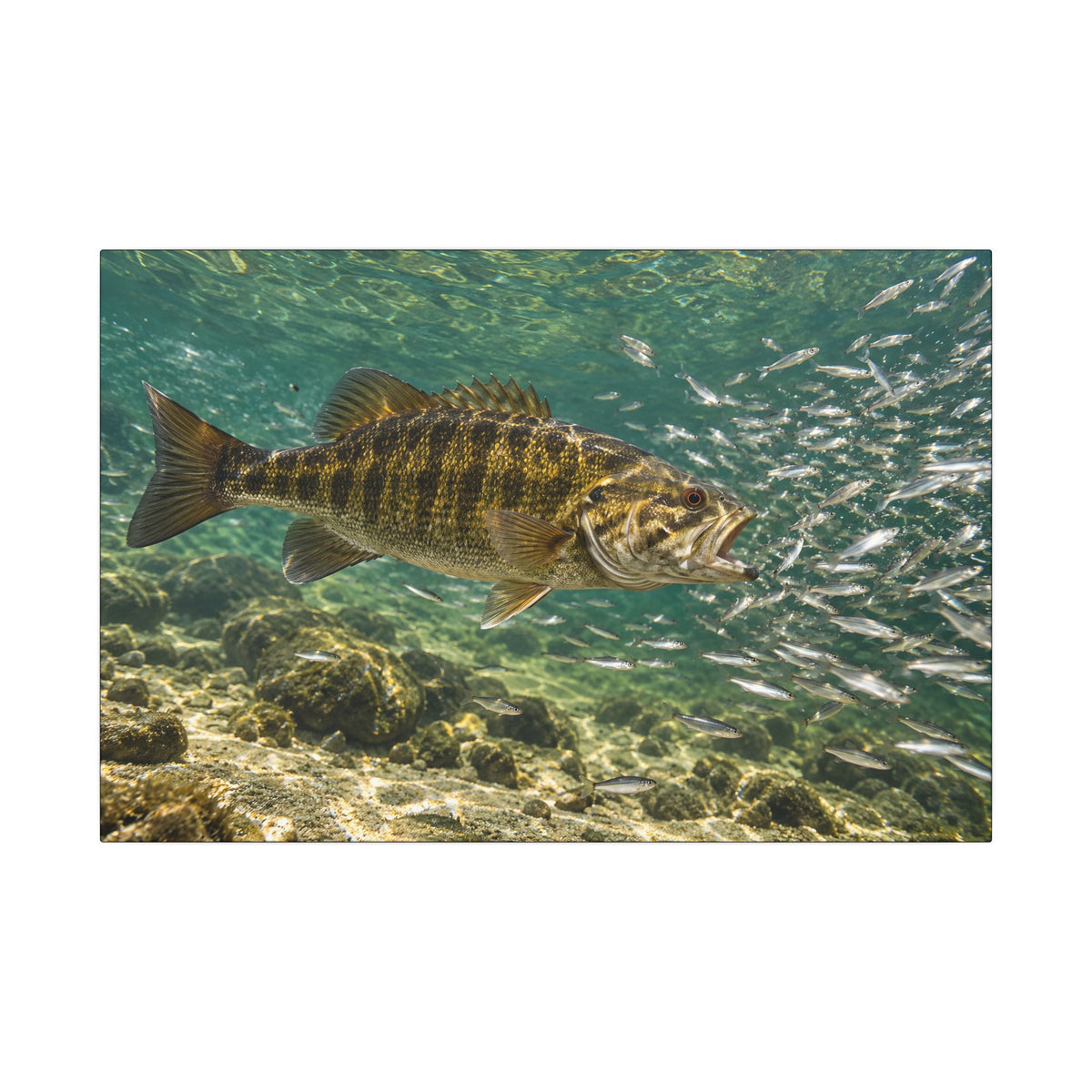 Shiner School Smallmouth Canvas wall art, view 2