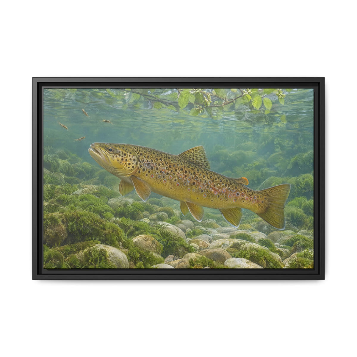 Mourning Creek Brown Trout framed canvas wall art, view 3