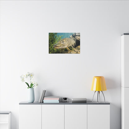Northern Pike Clear Water Portrait Canvas — Limited Edition Wall Art for Anglers