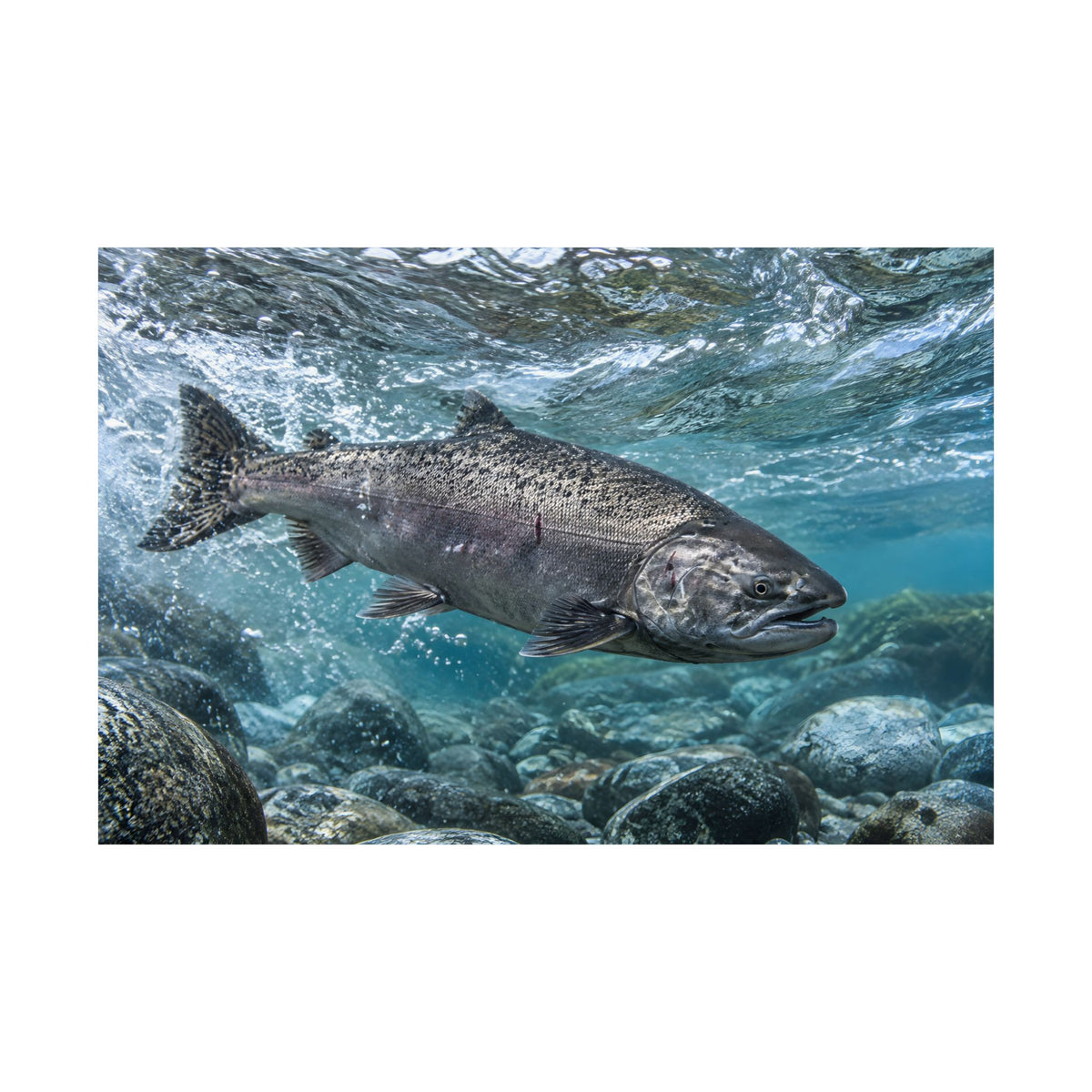 Leap of the King Chinook Salmon poster wall art, view 4