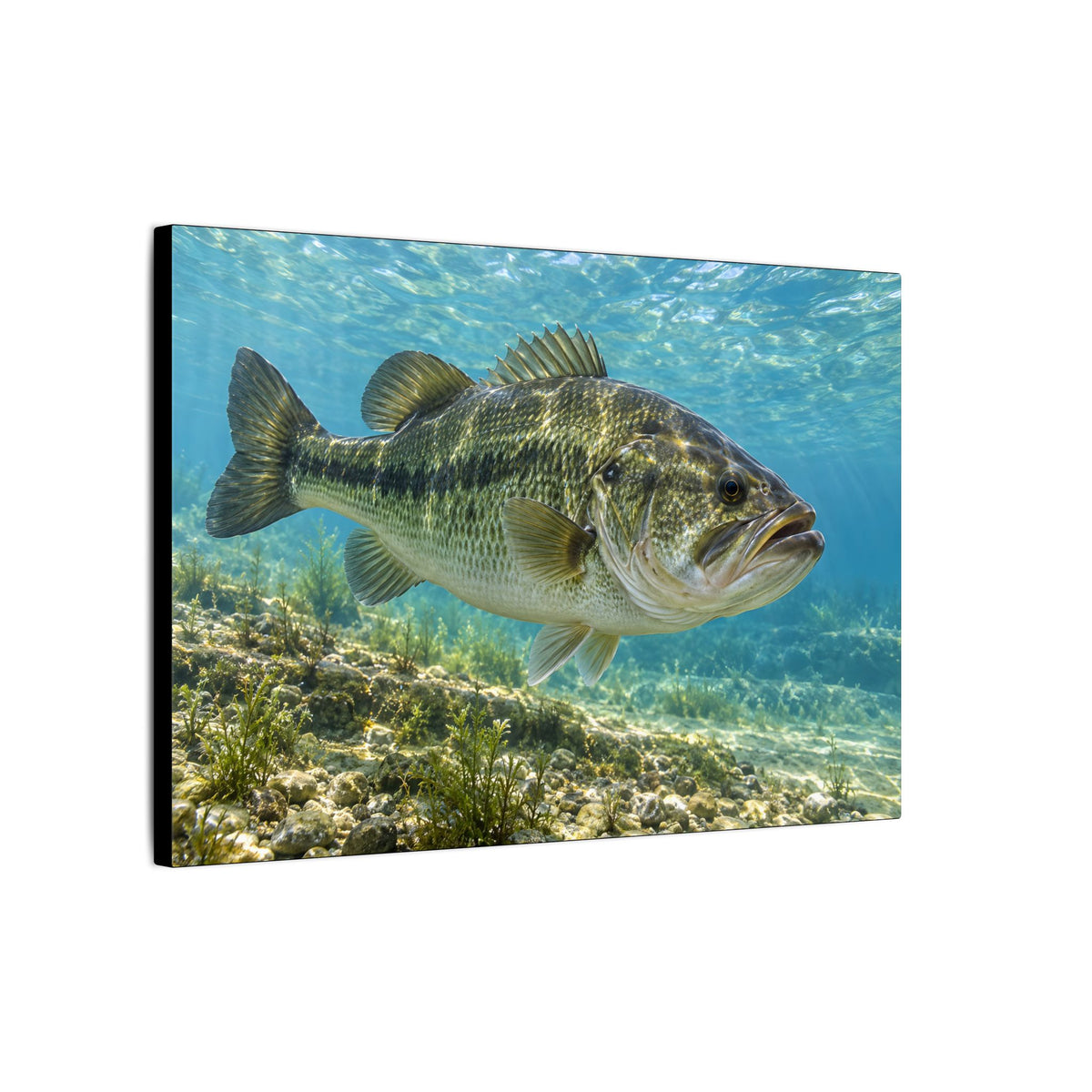 Aqua After the Wind Largemouth Bass canvas side angle