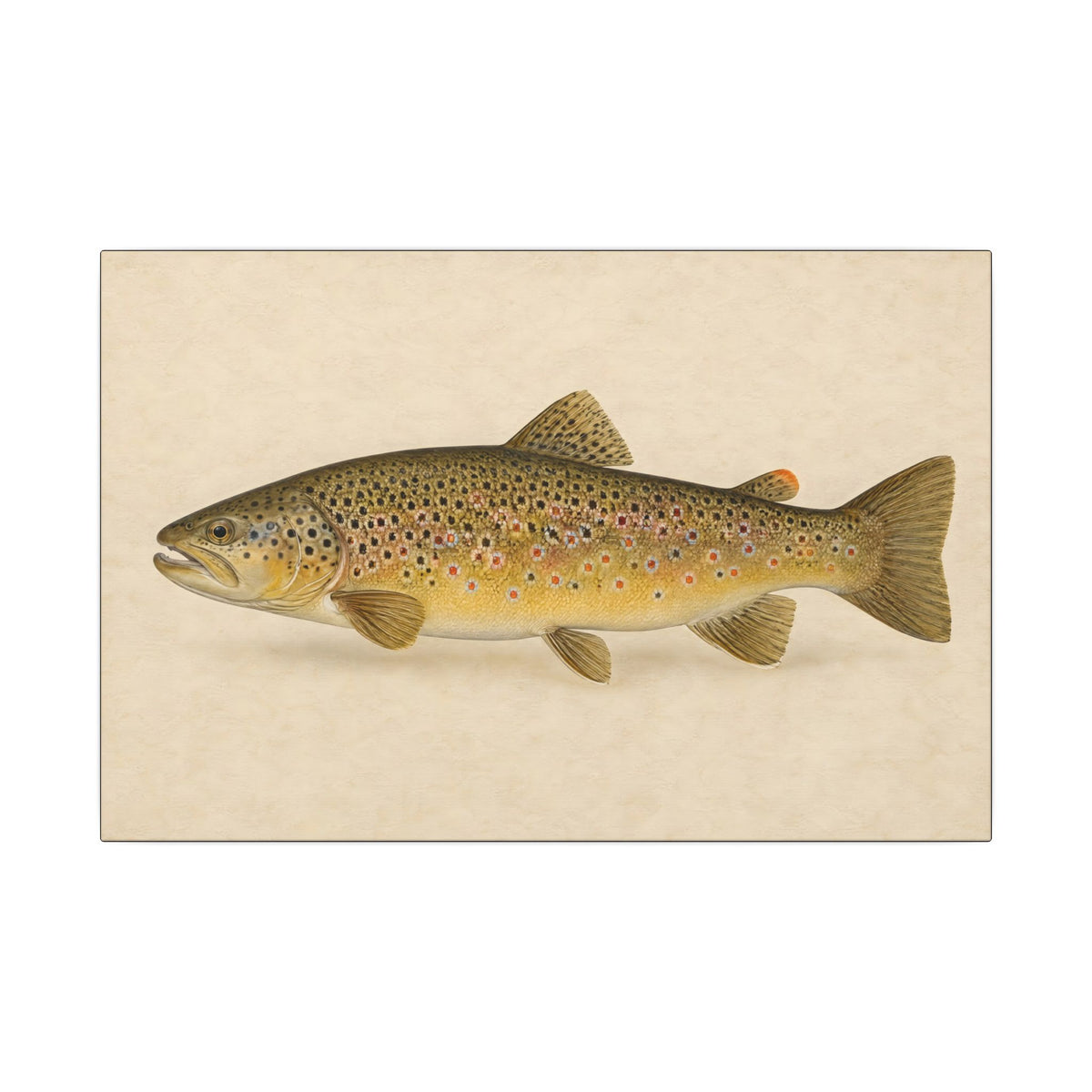Brown Trout Field Study canvas, 18x12 size view