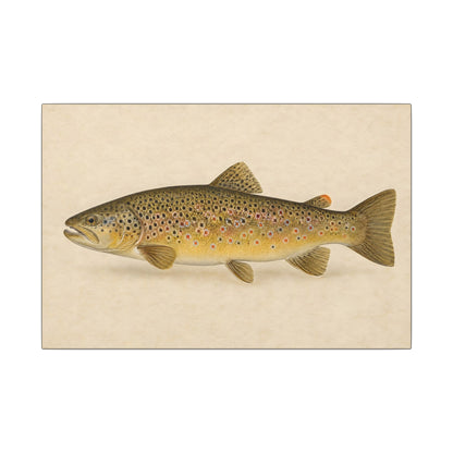 Brown Trout Field Study canvas, 18x12 size view
