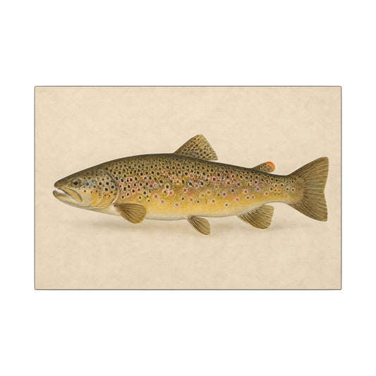 Brown Trout Field Study canvas, 18x12 size view