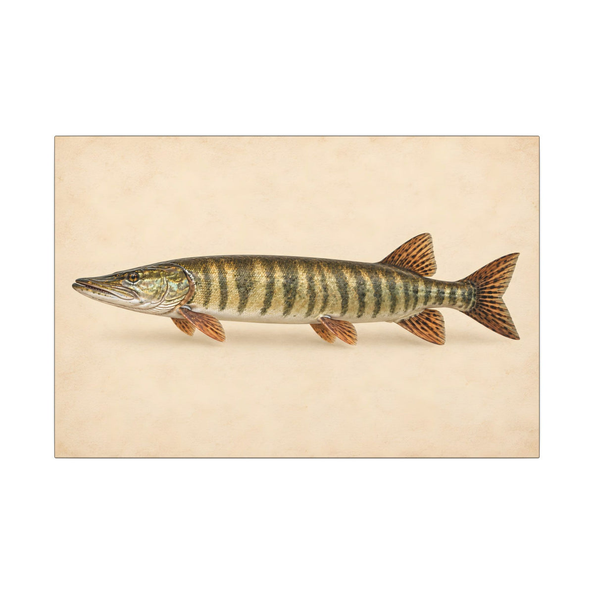 Muskellunge Field Study Canvas wall art, view 2