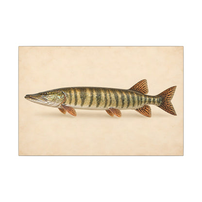 Muskellunge Field Study Canvas wall art, view 2