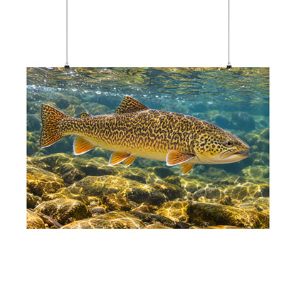 Sunlit Riffle Tiger Trout poster wall art, view 3
