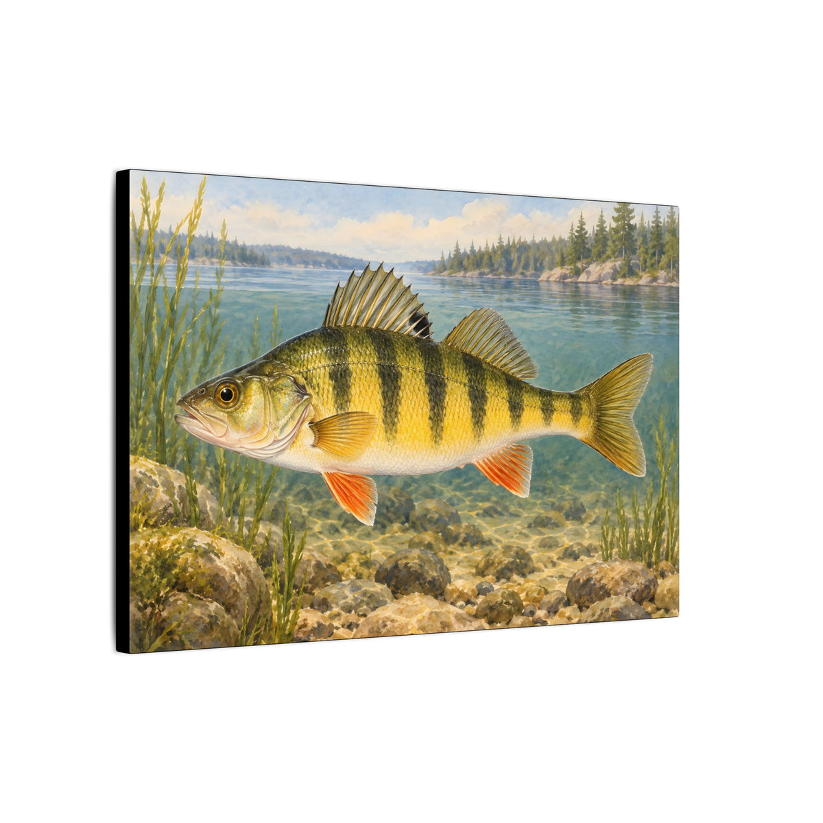 Field Guide Yellow Perch canvas wall art, view 4