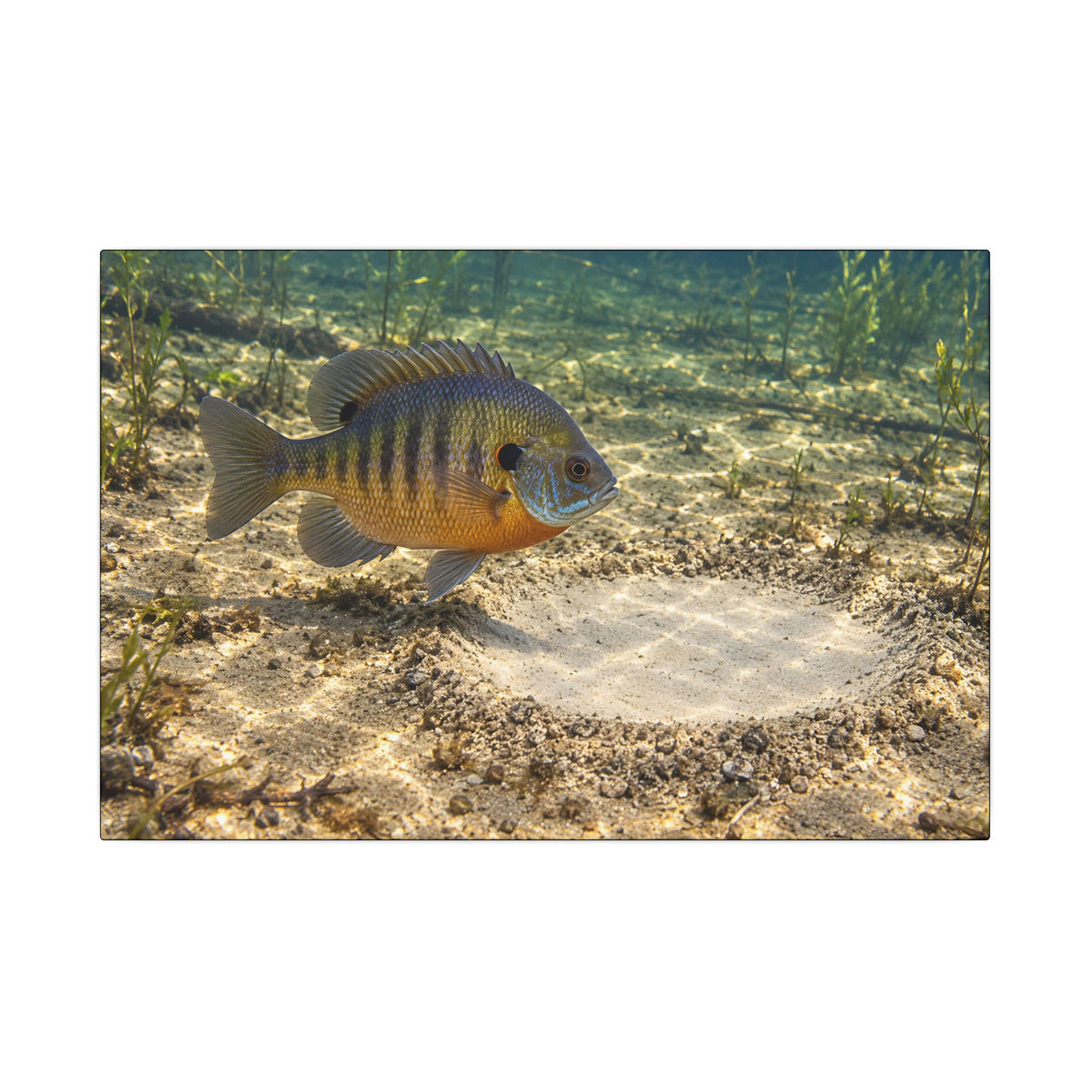 Guarding the Nest Bluegill canvas wall art, view 1