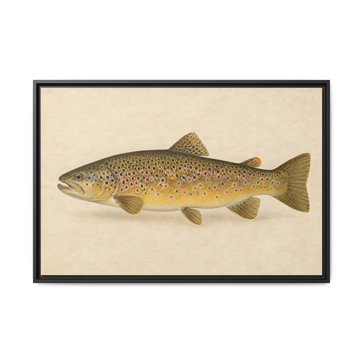 Brown Trout Field Study framed canvas, 18x12 size view