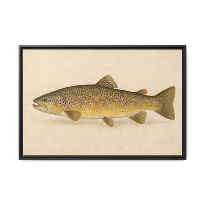 Brown Trout Field Study framed canvas, 18x12 size view