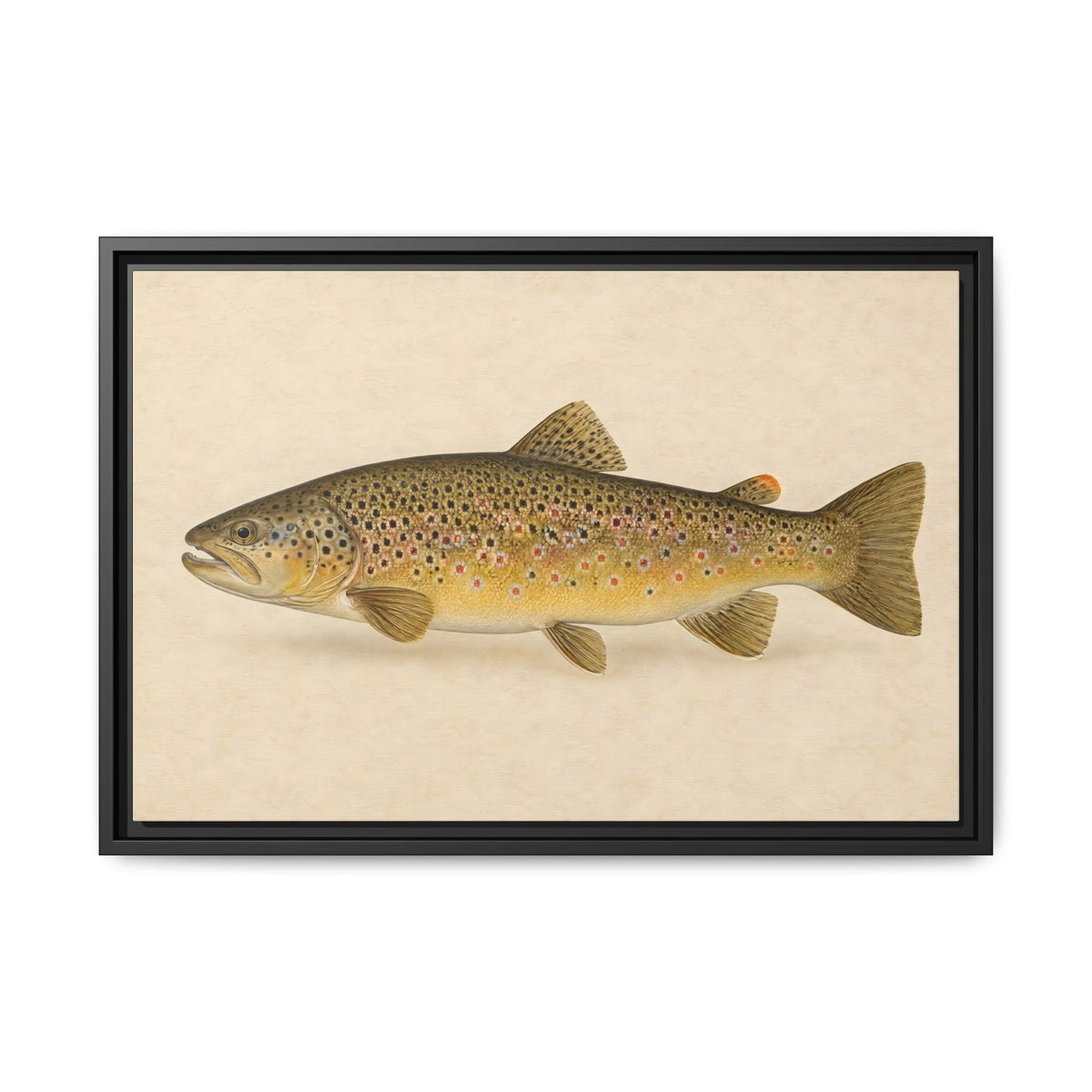 Brown Trout Field Study framed canvas, 36x24 size view