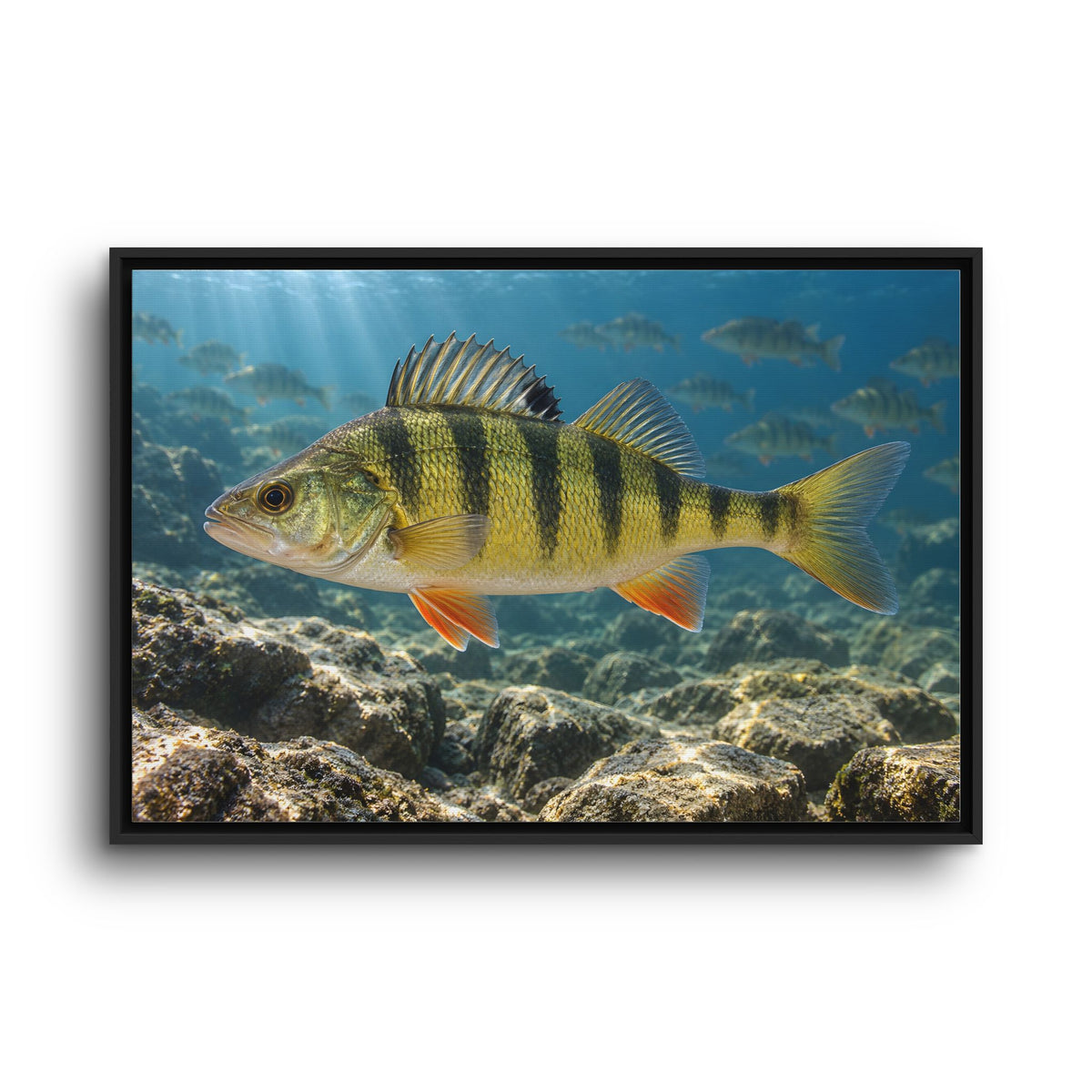 Rocky Reef Yellow Perch framed canvas wall art, view 3