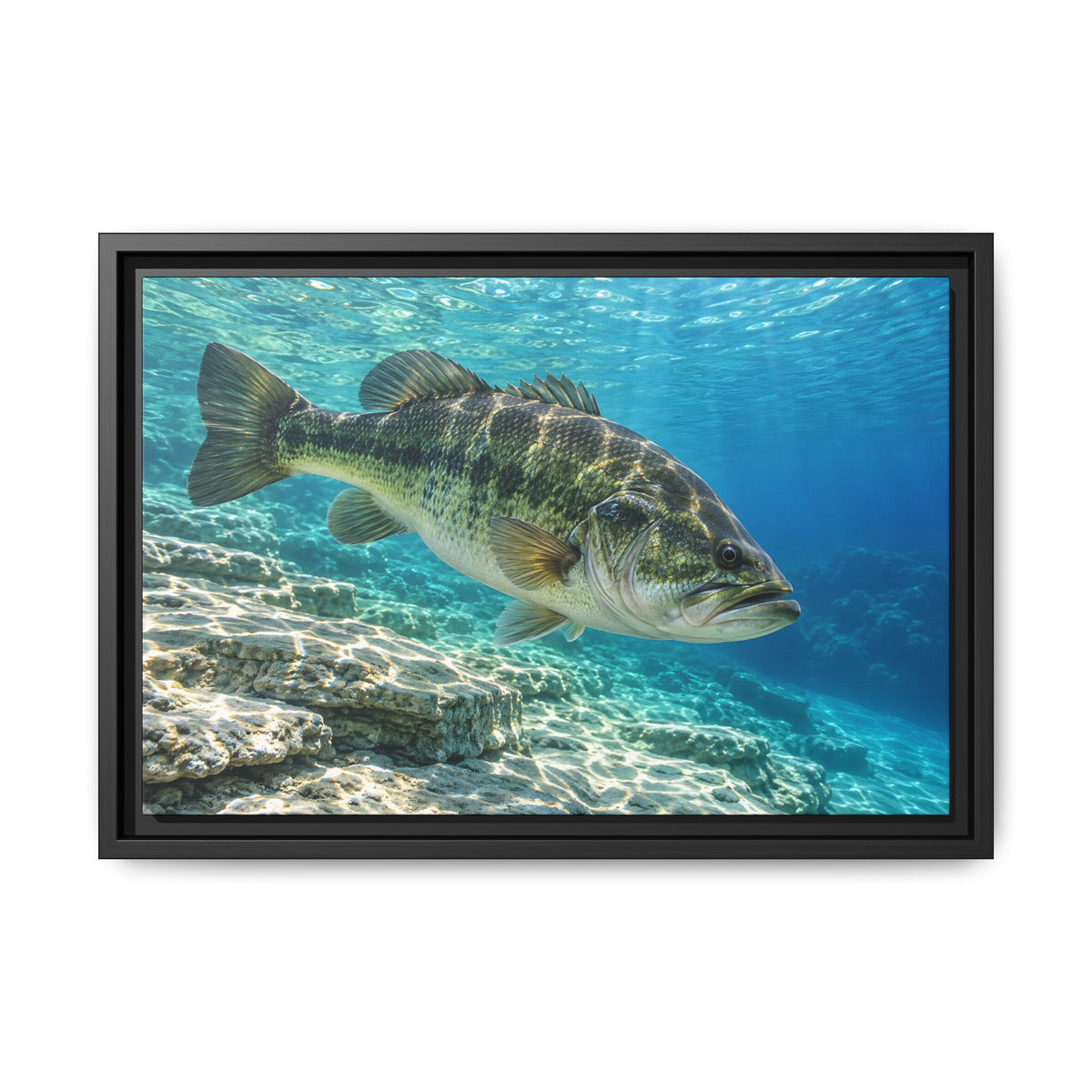 Turquoise Limestone Ledge Largemouth Bass framed canvas, 24x16 size view