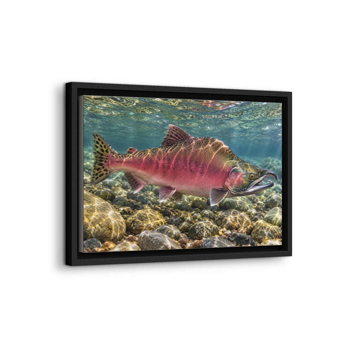 Humpback Run Pink Salmon framed canvas wall art, view 4